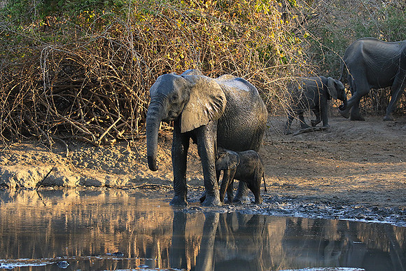 Mana Pools NP