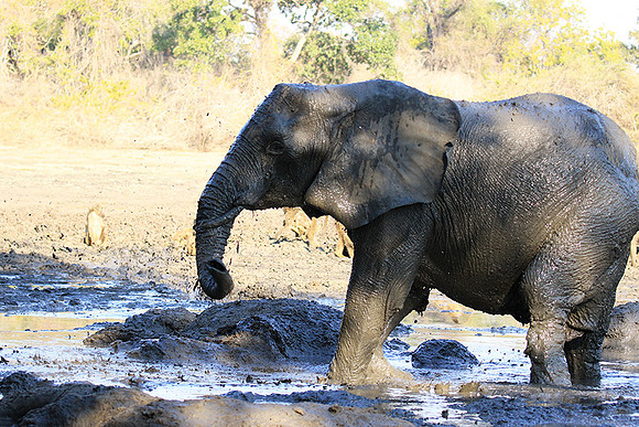 Mana Pools NP