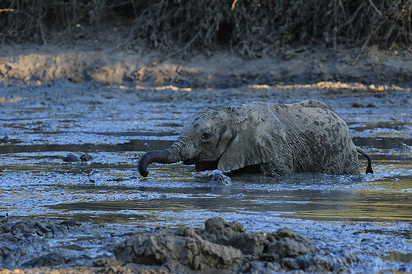 Mana Pools NP