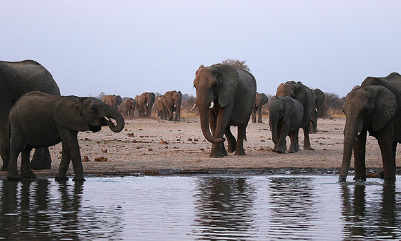 Hwange NP