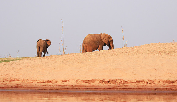 Matusadone NP
