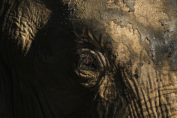 Mana Pools NP
