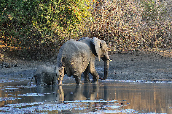 Mana Pools NP