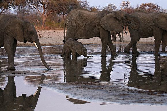 Hwange NP