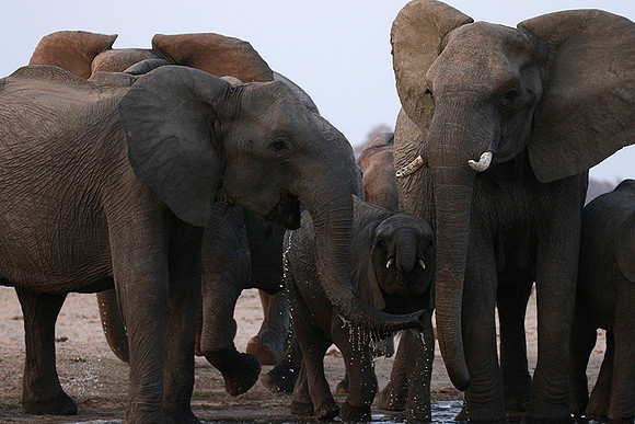 Hwange NP