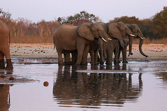 Hwange NP