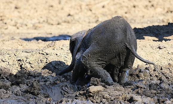Mana Pools NP