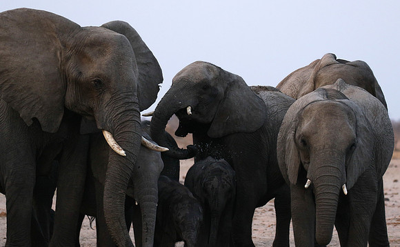 Hwange NP