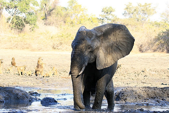 Mana Pools NP