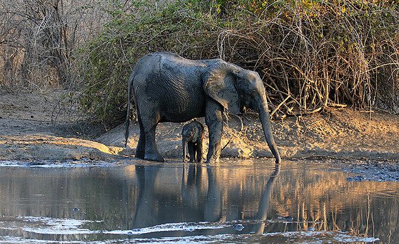 Mana Pools NP