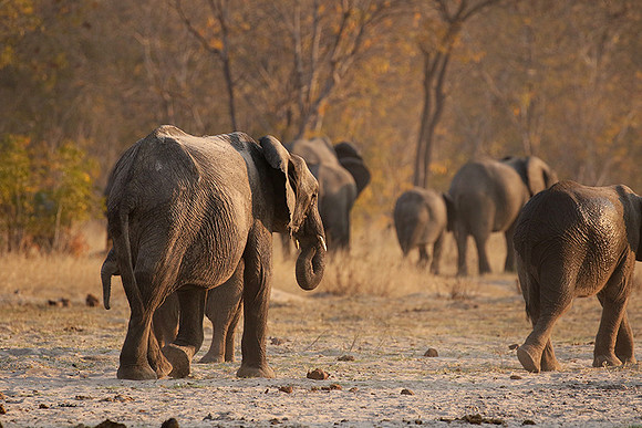 Hwange NP