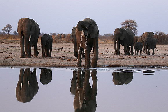 Hwange NP