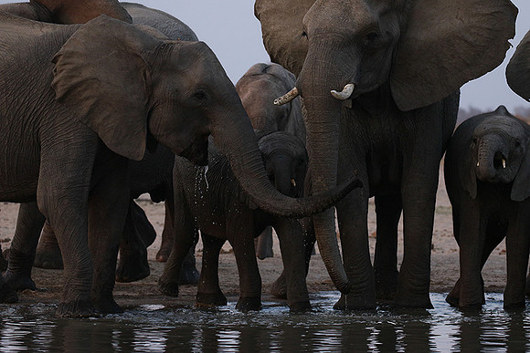 Hwange NP