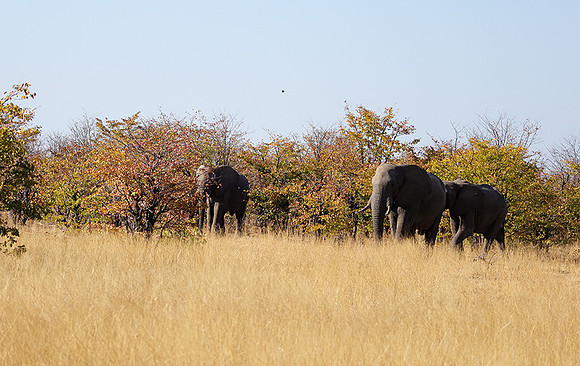 Hwange NP