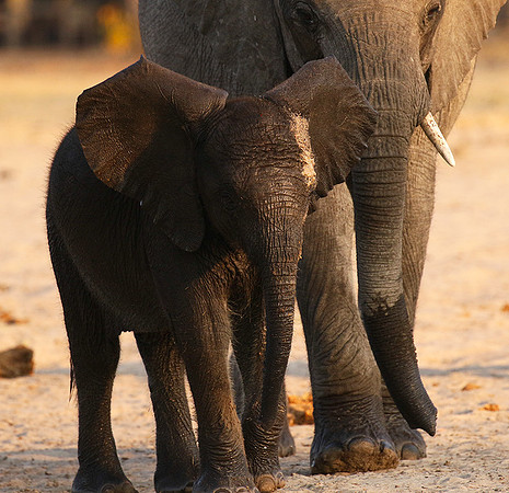Hwange NP