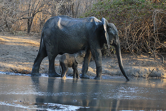 Mana Pools NP