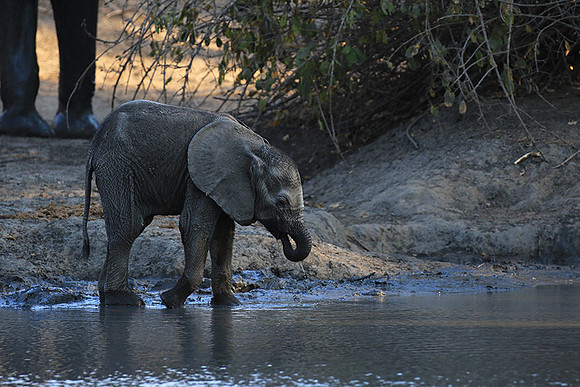 Mana Pools NP