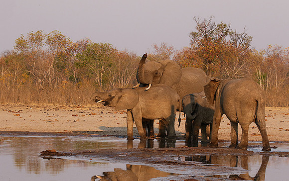 Hwange NP