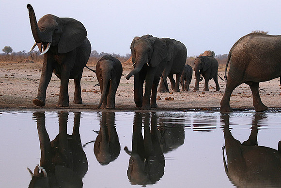 Hwange NP