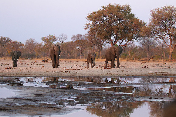 Hwange NP