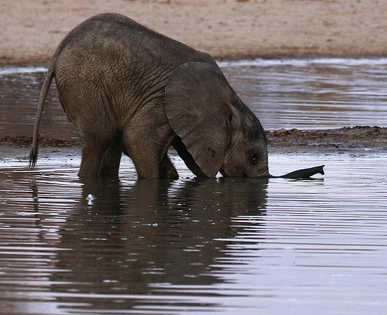 Hwange NP
