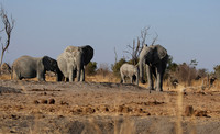 Hwange NP