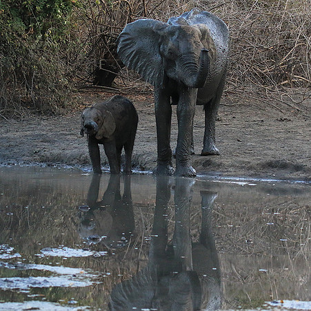 Mana Pools NP