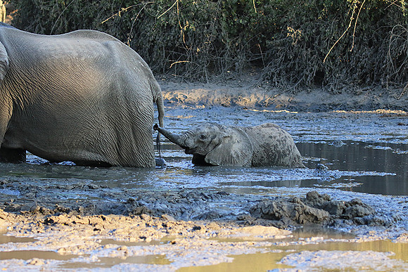 Mana Pools NP