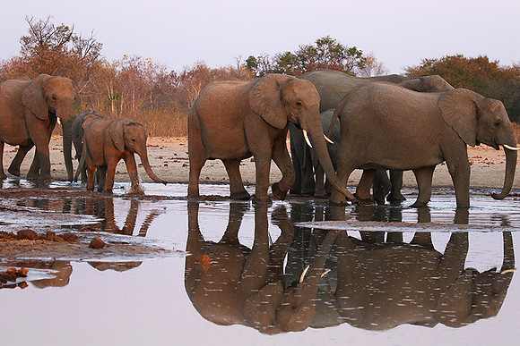 Hwange NP