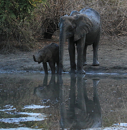 Mana Pools NP