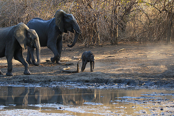 Mana Pools NP