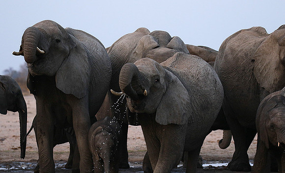 Hwange NP