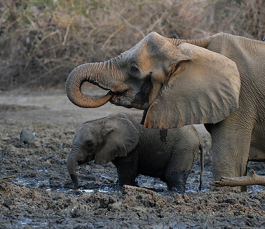 Mana Pools NP