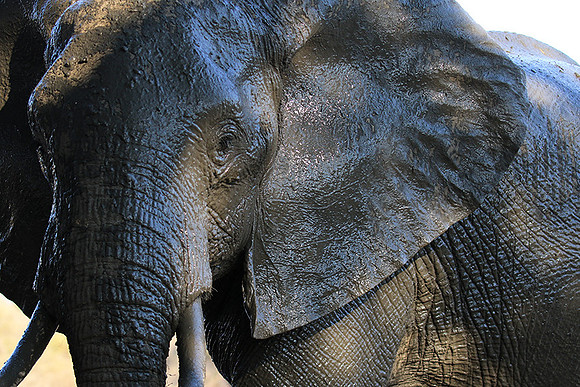 Mana Pools NP