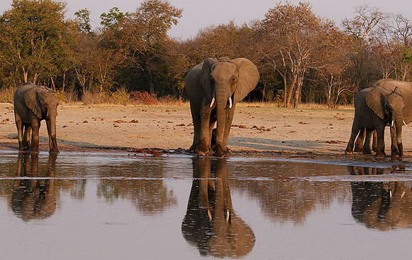 Hwange NP