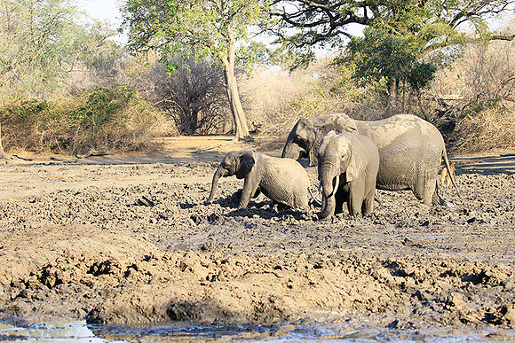 Mana Pools NP