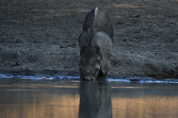 Mana Pools NP