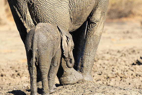 Mana Pools NP