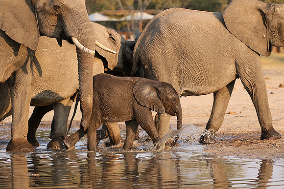 Hwange NP