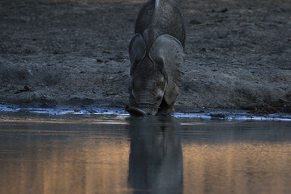 Mana Pools NP