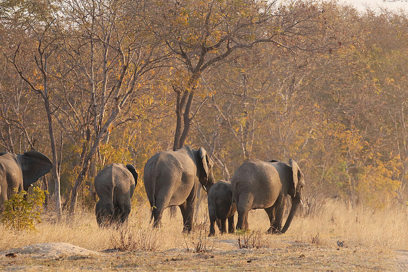 Hwange NP