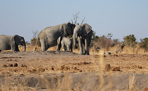 Hwange NP