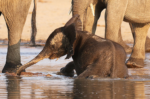 Hwange NP
