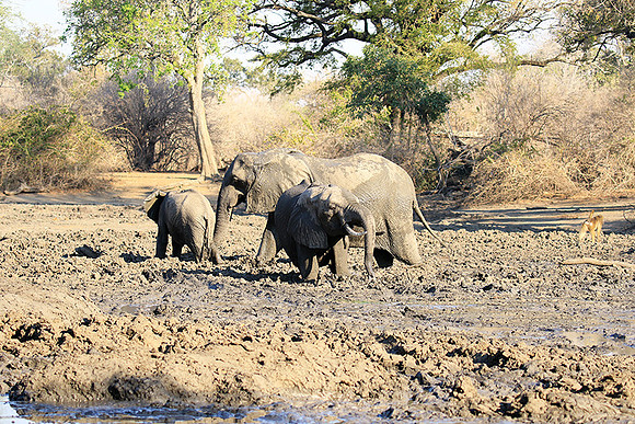 Mana Pools NP