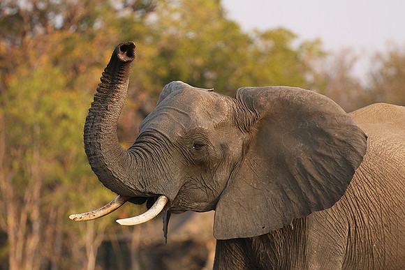 Hwange NP