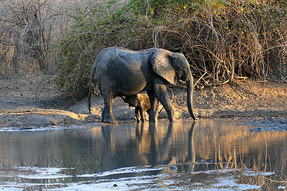 Mana Pools NP