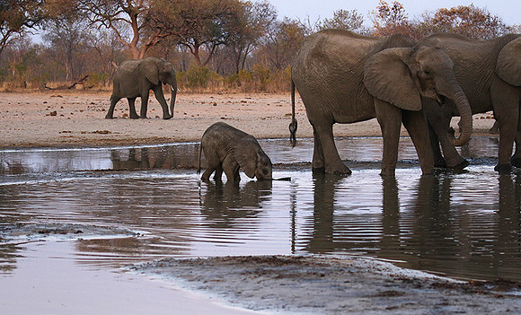 Hwange NP