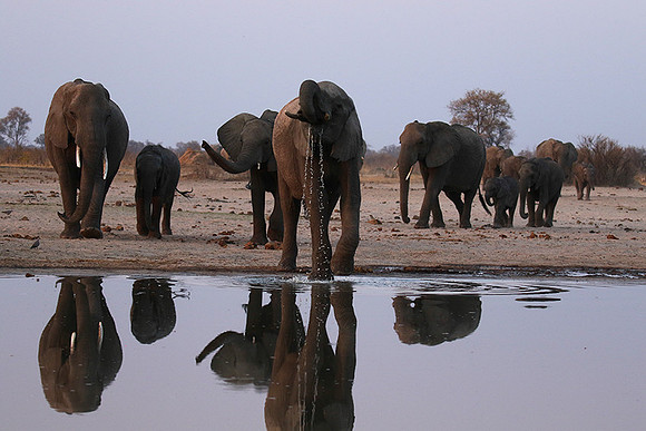 Hwange NP