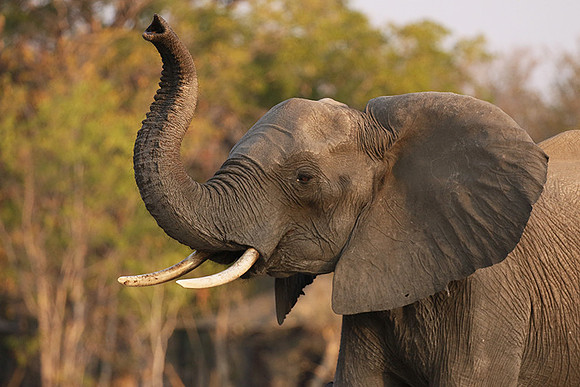 Hwange NP