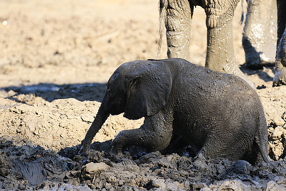 Mana Pools NP